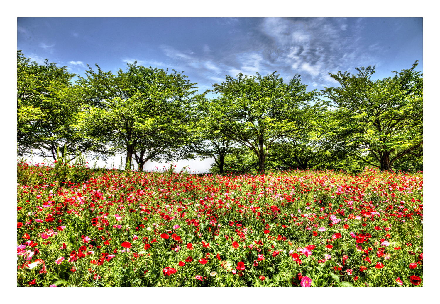 The hill where a poppy blooms 2