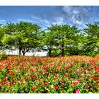 The hill where a poppy blooms 2