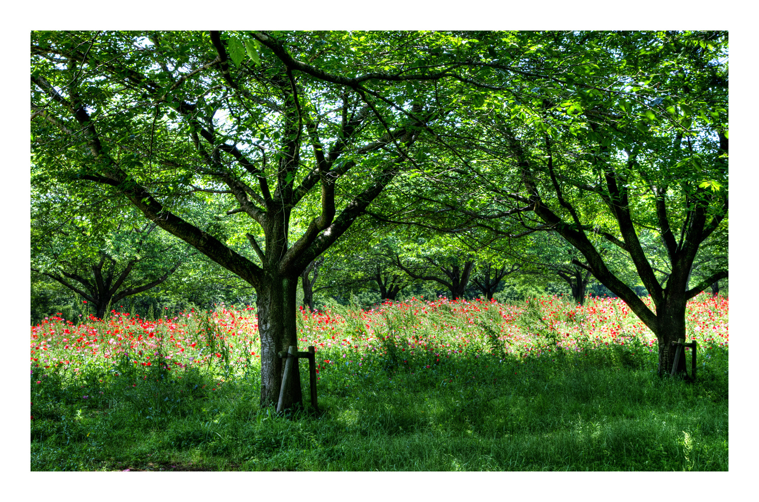 The hill where a poppy blooms