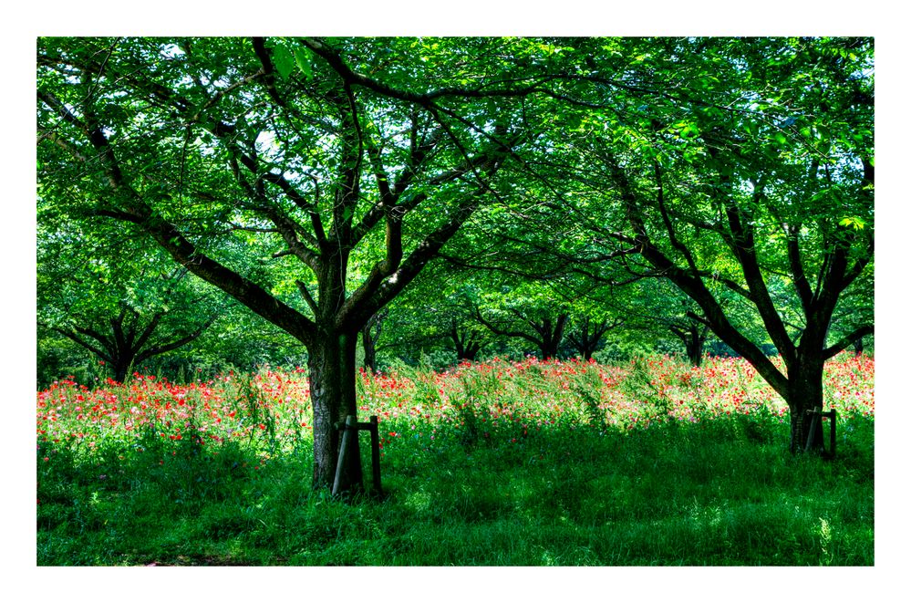 The hill where a poppy blooms