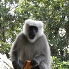 THE HIMALAYAN LANGUR