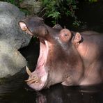 The Hippopotamus