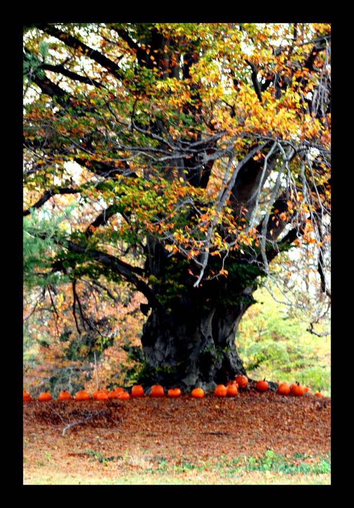 The Holloween Tree