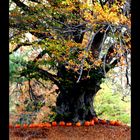 The Holloween Tree