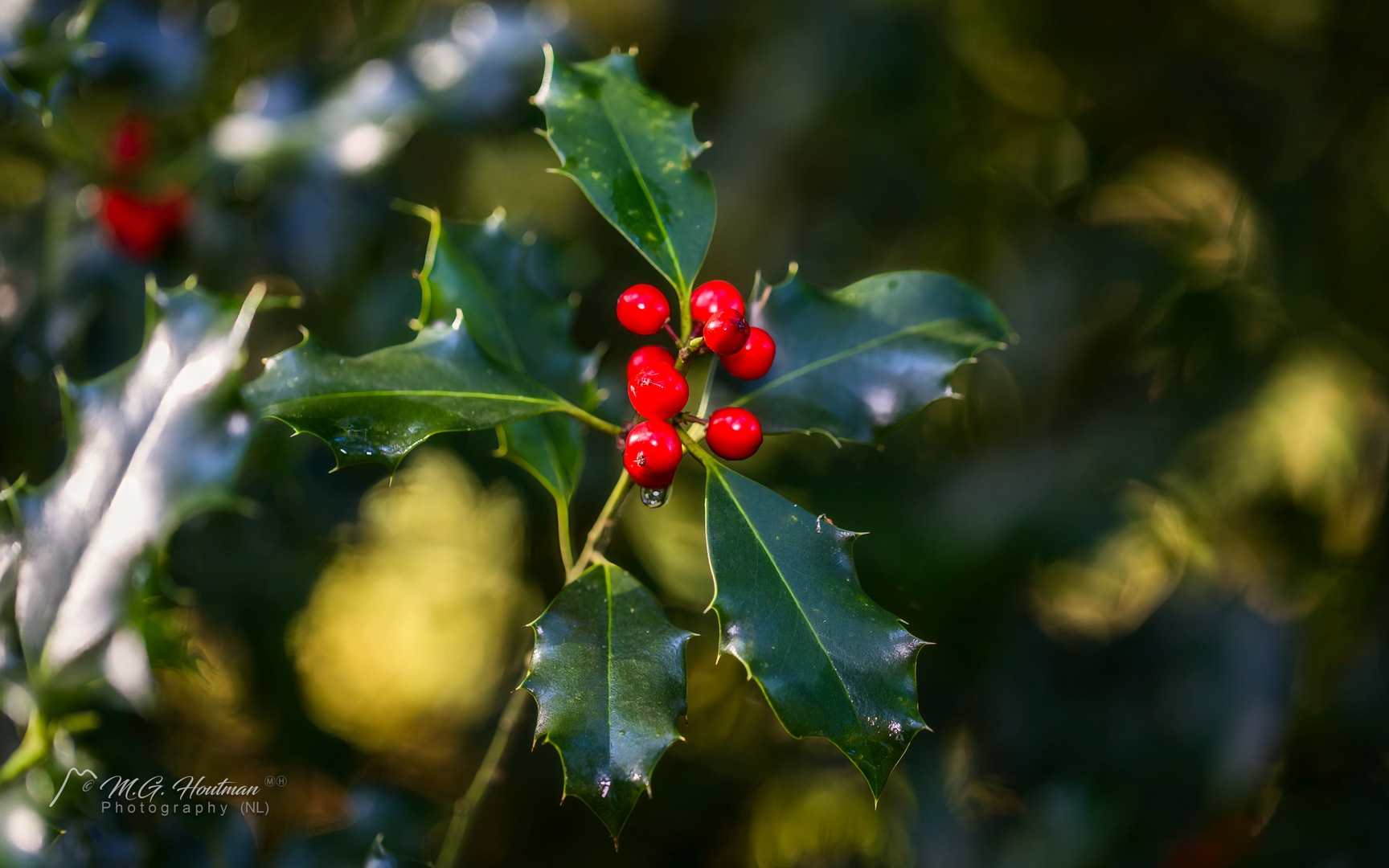 The Holly - De hulst (Ilex aquifolium)