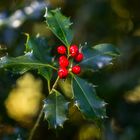 The Holly - De hulst (Ilex aquifolium)