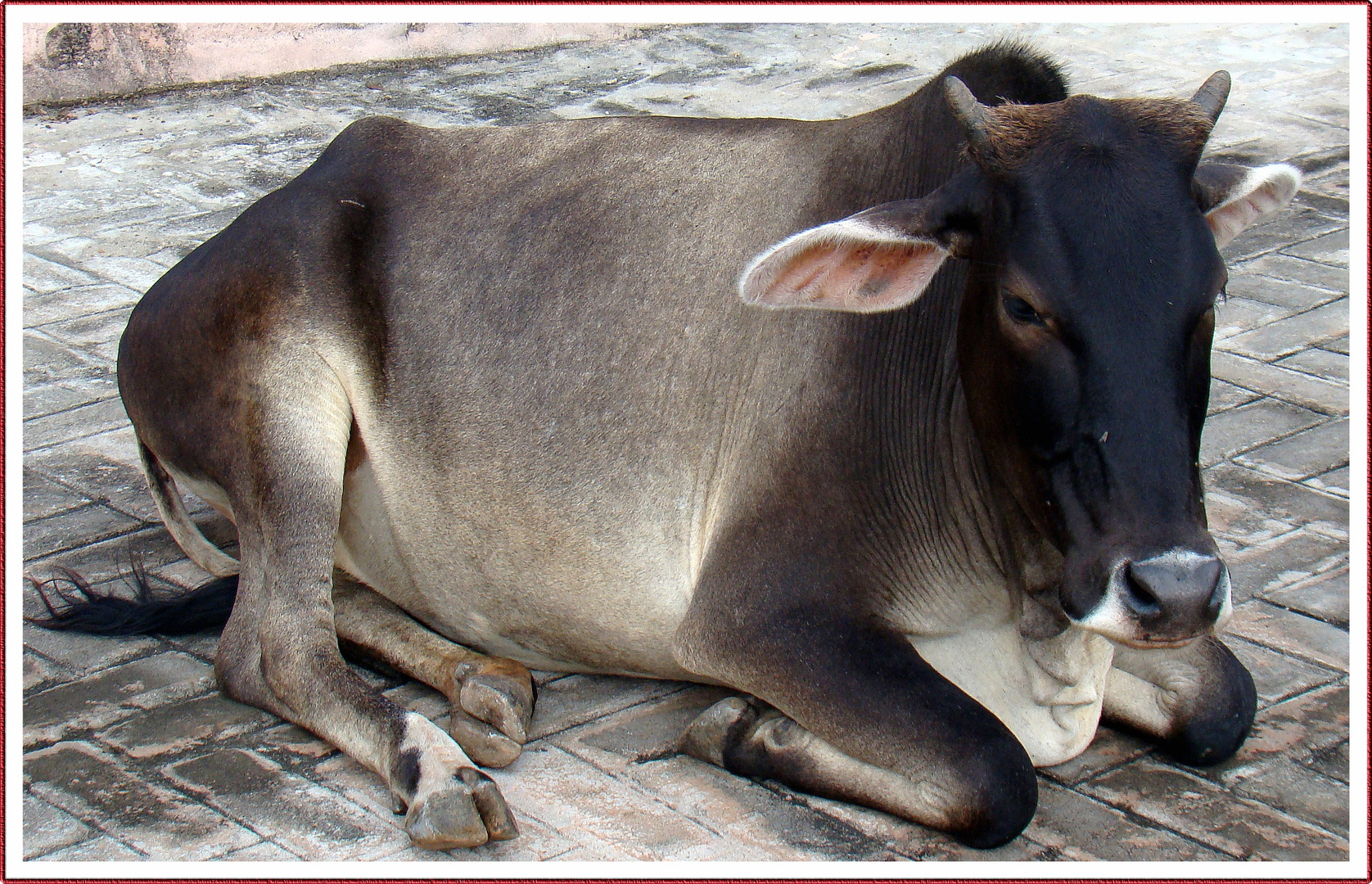 THE HOLY COW India