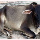 THE HOLY COW India