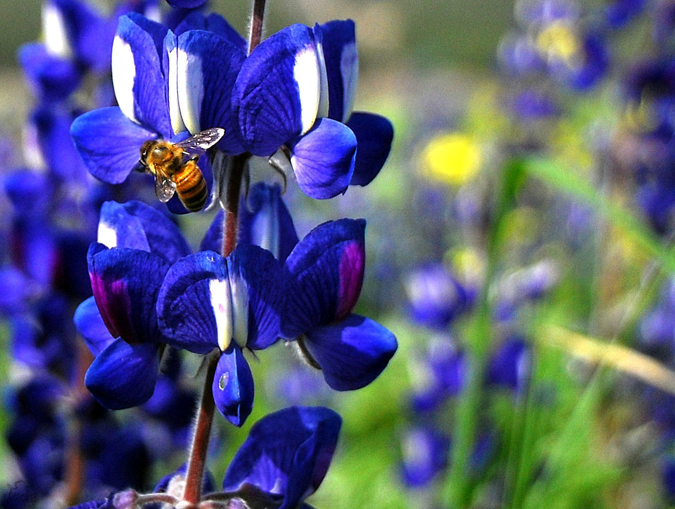 The honeybee loves blue
