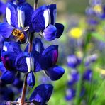 The honeybee loves blue