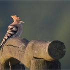 The Hoopoe