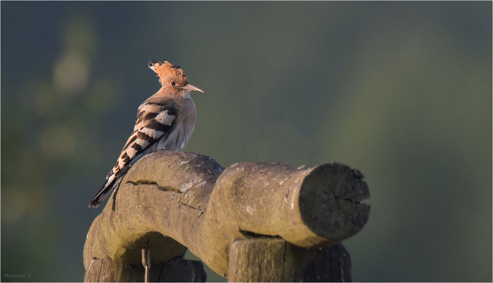 The Hoopoe