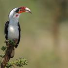 the Hornbill