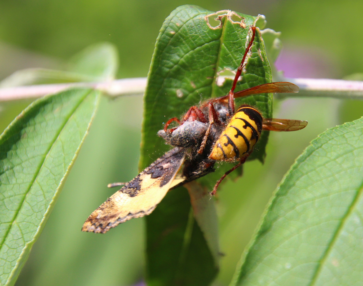  the Hornet carried on undisturbed