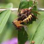  the hornet held onto the leaf with only one leg ...