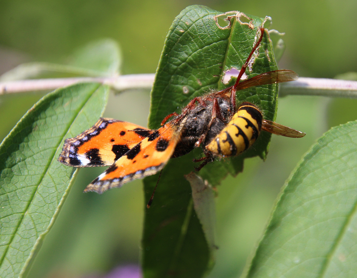  the hornet slowly bit off all the wings of the butterfly ...