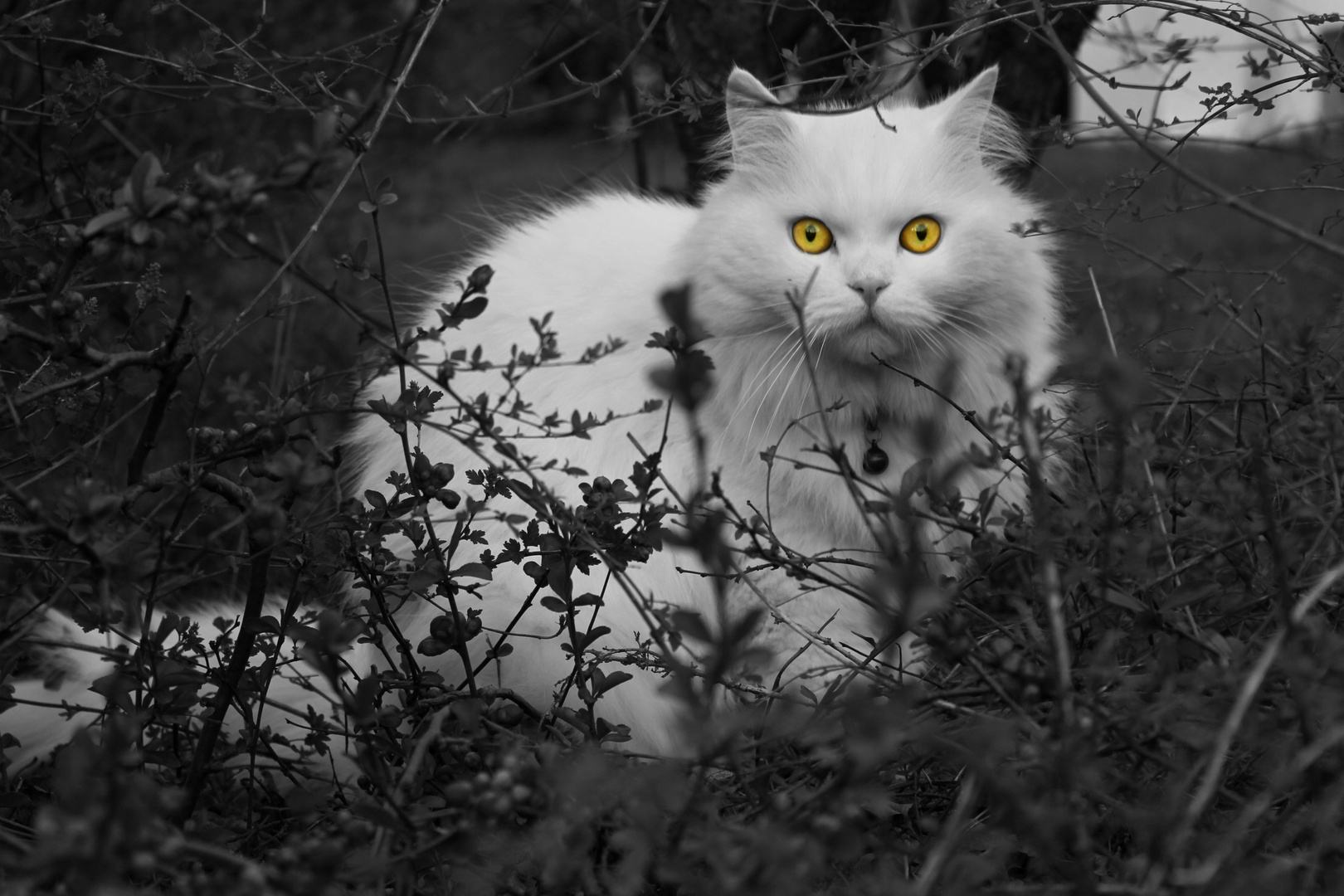 The Horribly Fluffy Cat With The Extremly Yellow Eyes...!