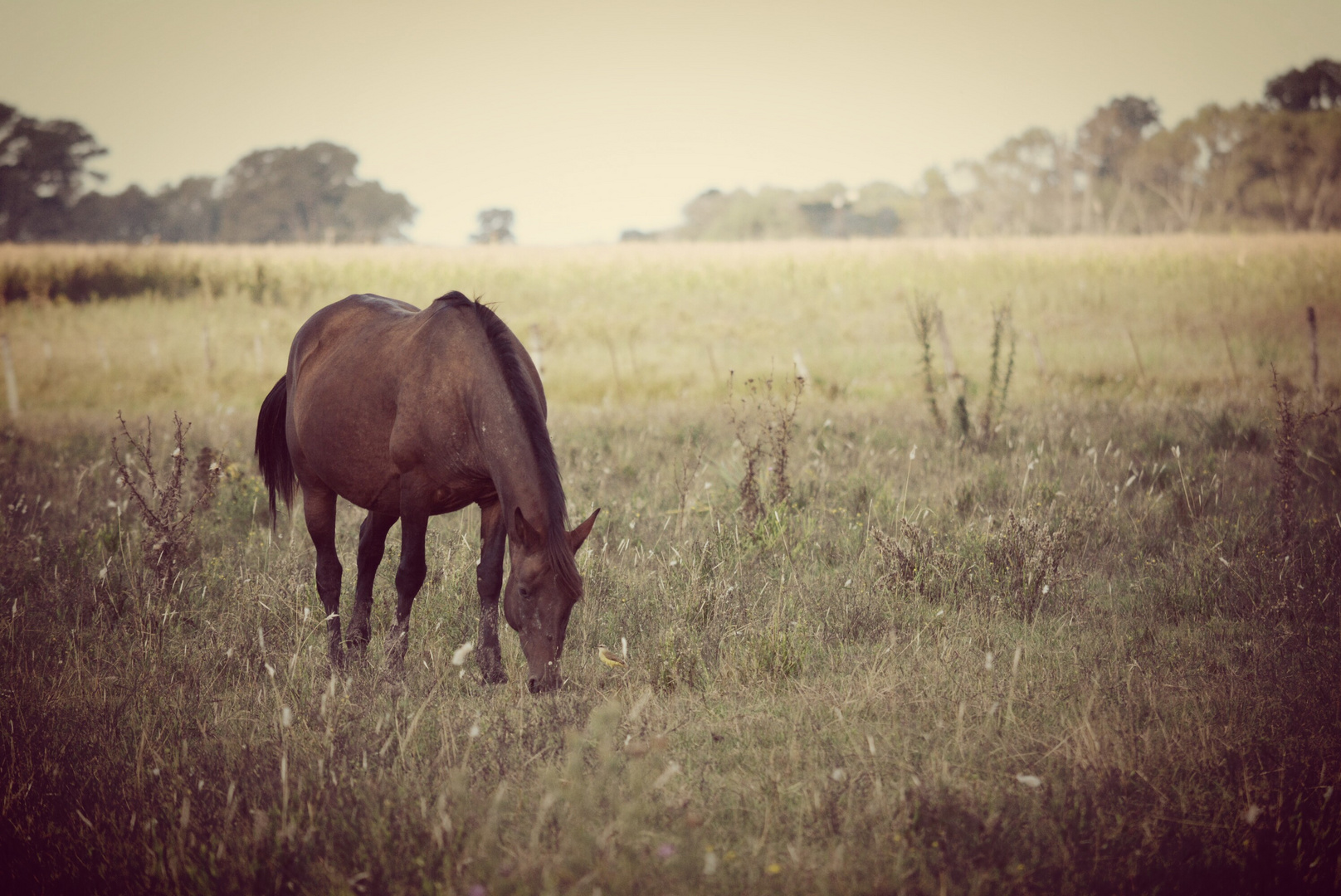 The Horse