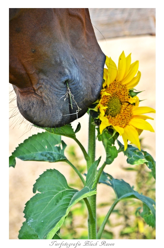 The Horse and the Flower