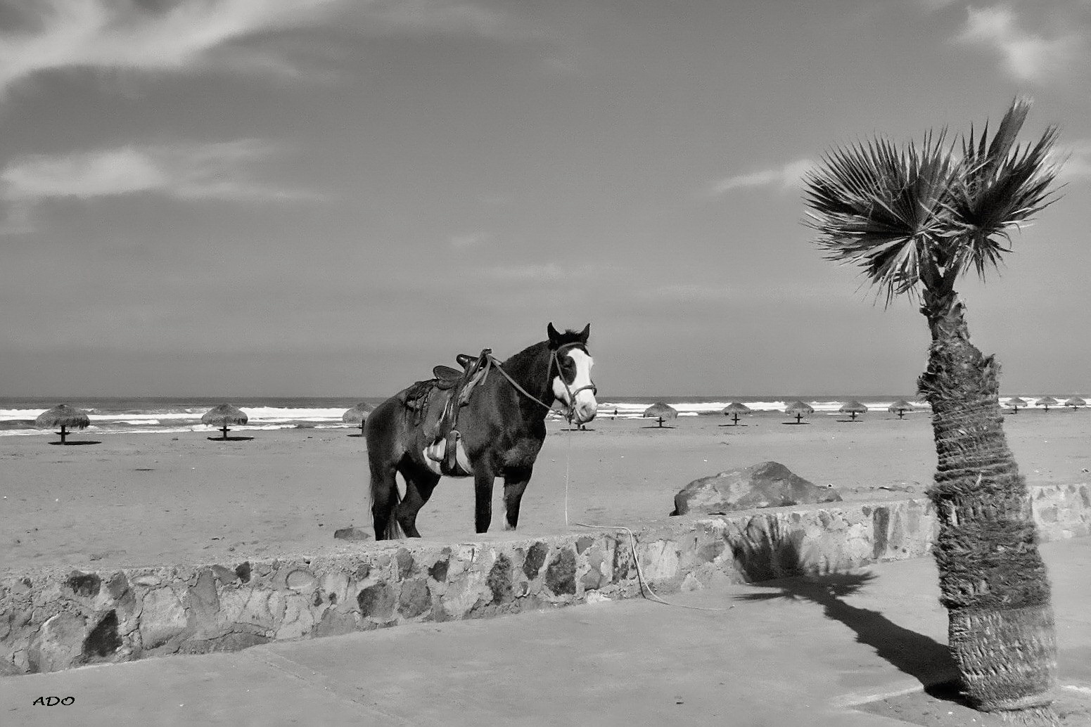 The Horse and The Palm Tree