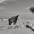 The Horse and The Palm Tree