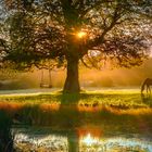The horse and the swing