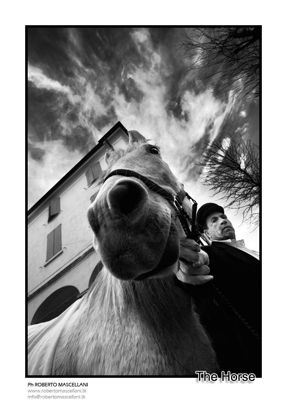 :::: THE HORSE ::::