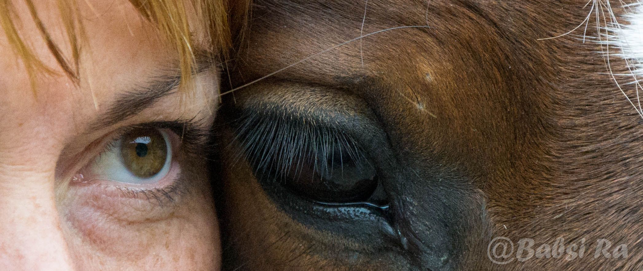 The horse is a mirror to your soul