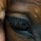 The horse is a mirror to your soul