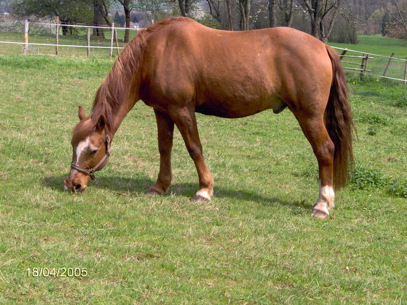 The horse of the cousin of my girlfriend