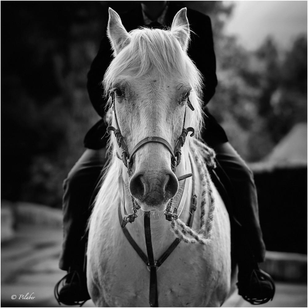 the horse rider