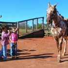 The Horse Whisperer