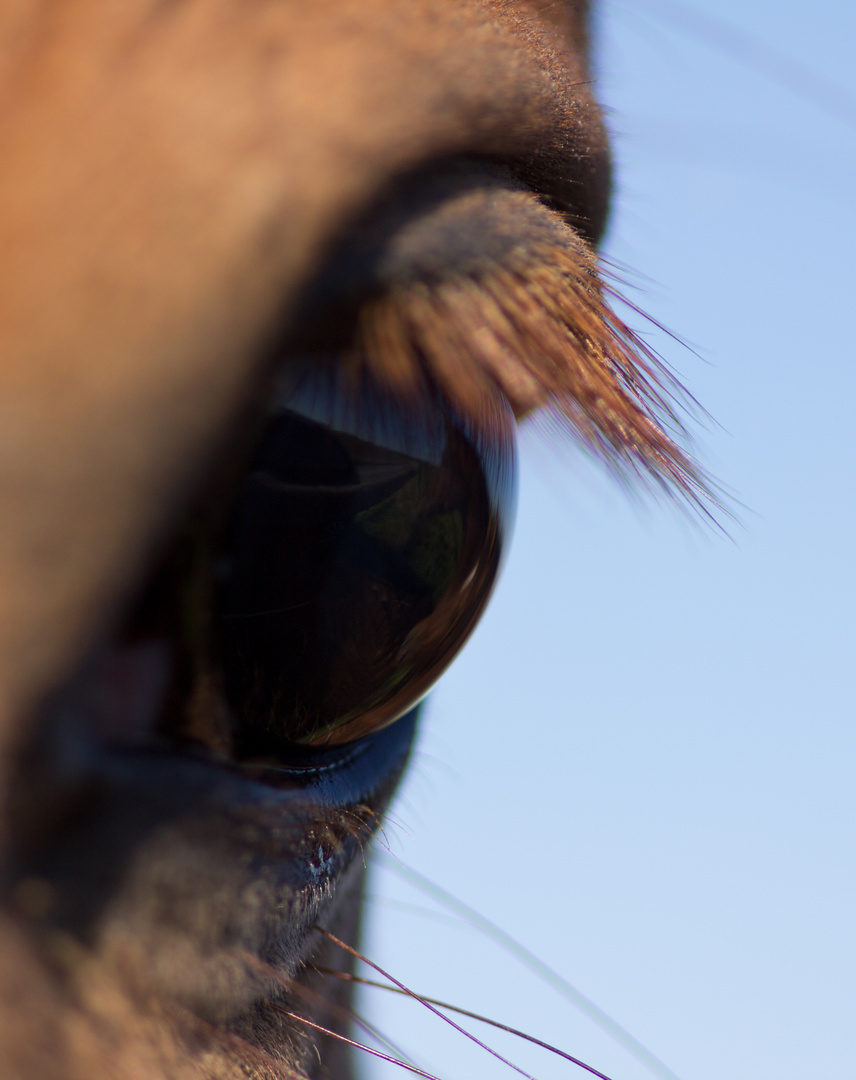 The Horses Eye