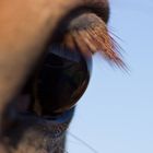 The Horses Eye