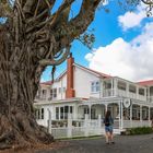 The Hotel Tree