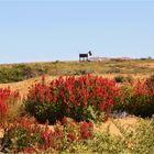 *** The Hound of Plane Henge/Oodnadatta Track *** 