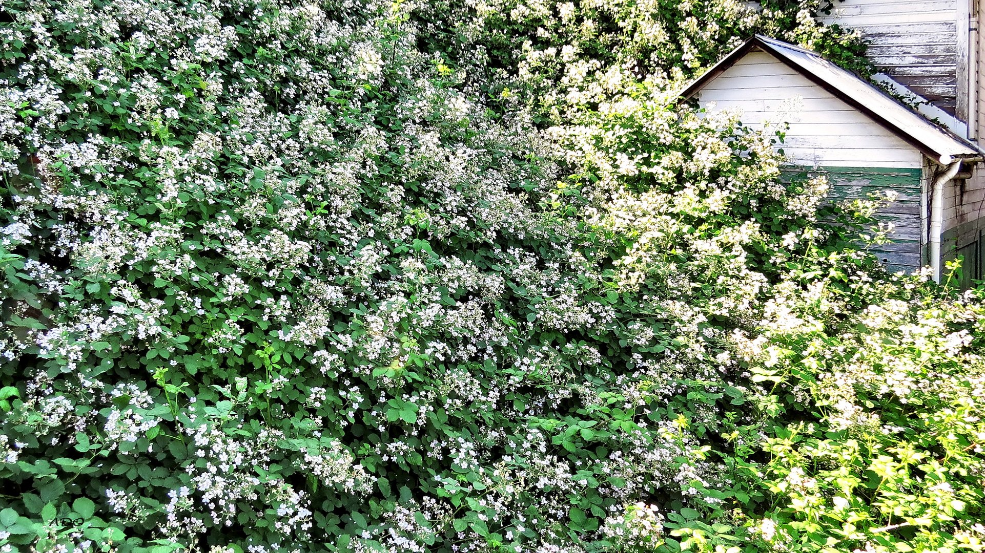 The  House in the Blackberries