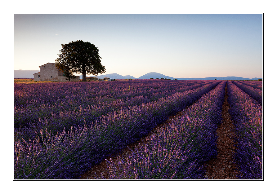 The house of lavender fields