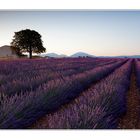 The house of lavender fields