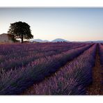 The house of lavender fields