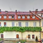 The House of the oldest Grapevine in the WORLD - SLOVENIA