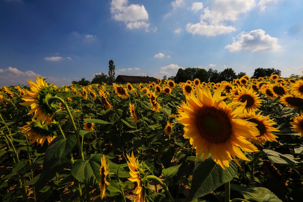 The House of the Rising Sunflower