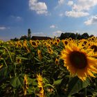 The House of the Rising Sunflower