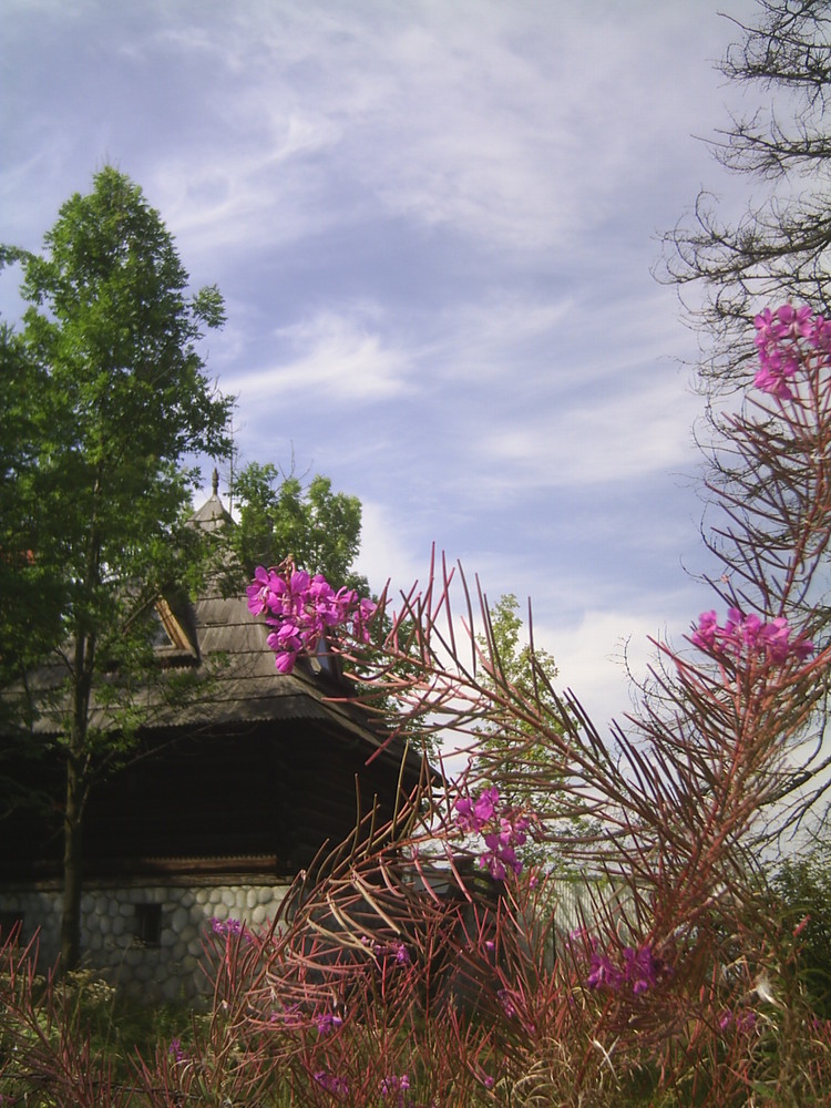 The House with flowers