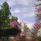 The House with flowers