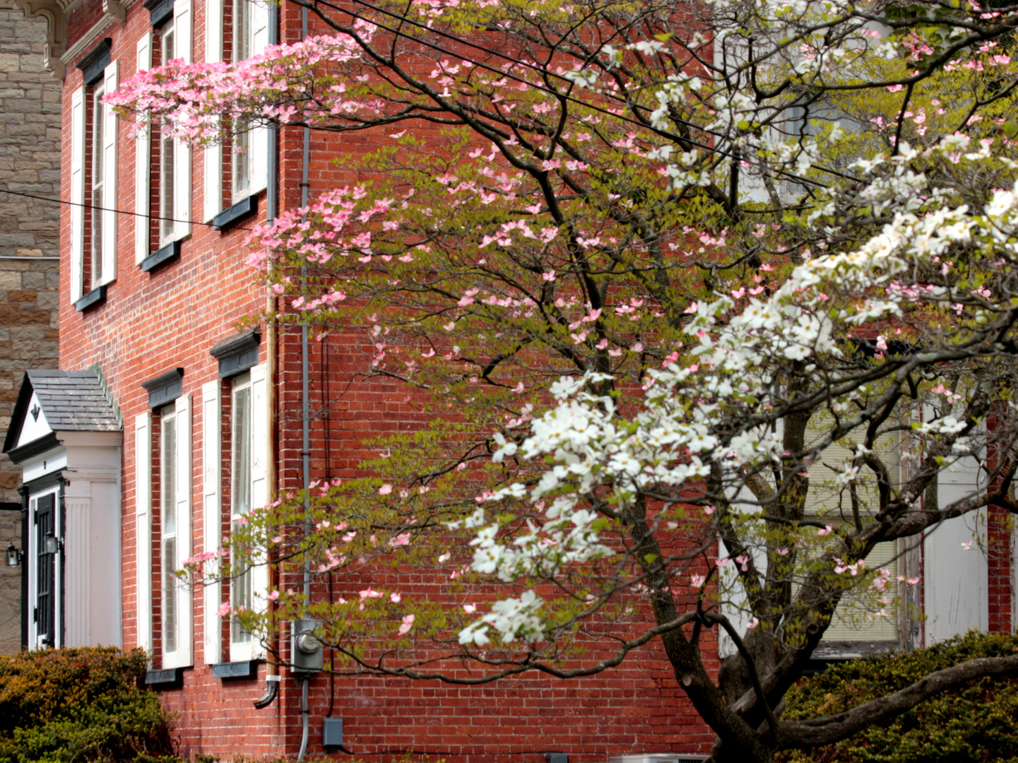 The House with the Dogwood Trees