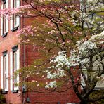 The House with the Dogwood Trees