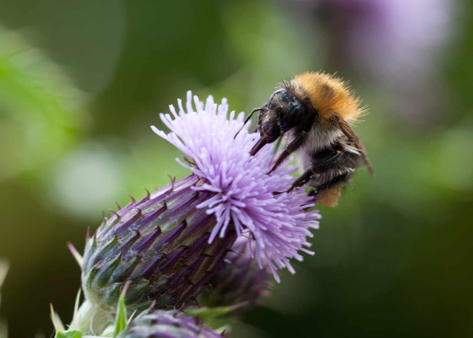 The Humble Bumble