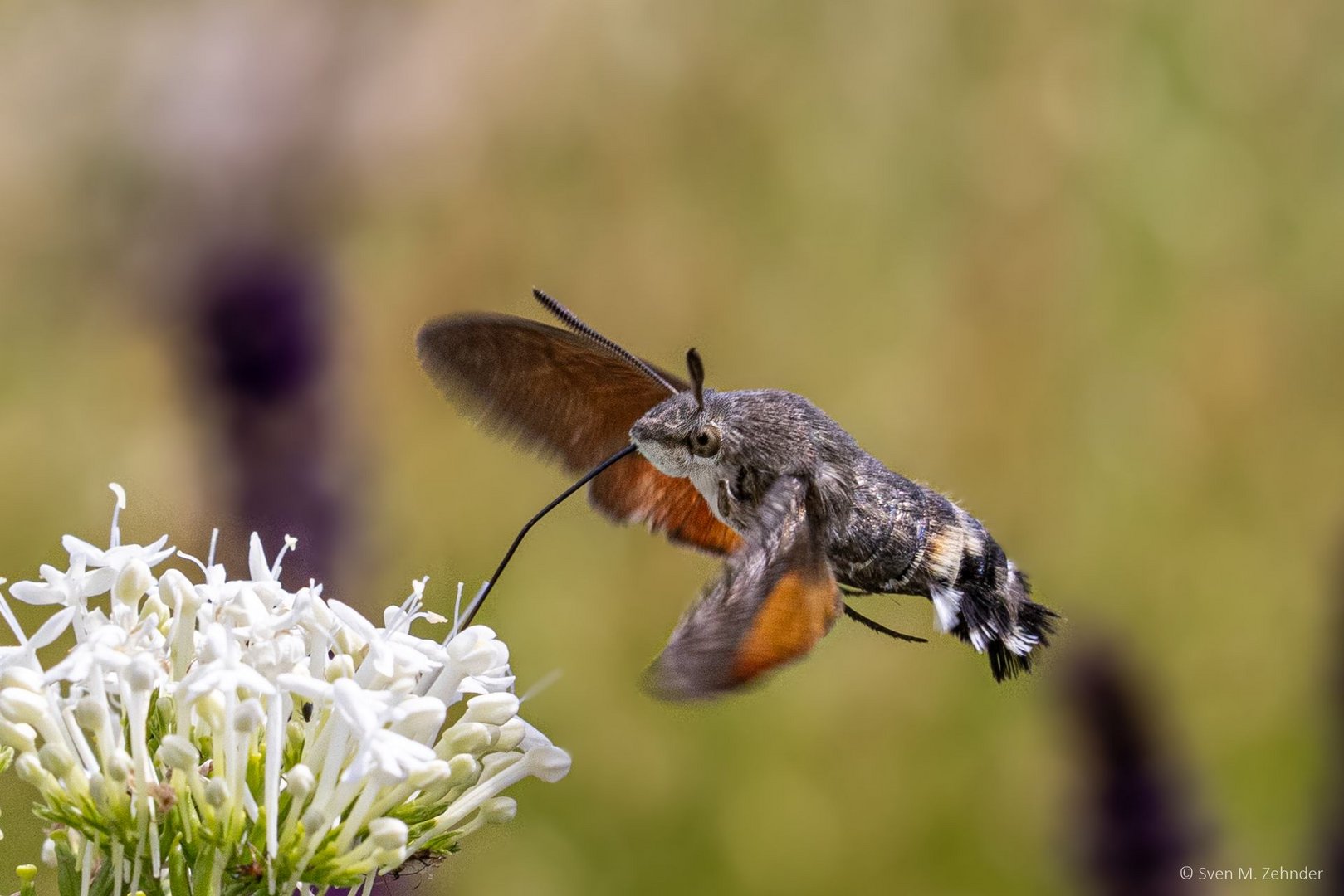 The hummingbird hawk-moth