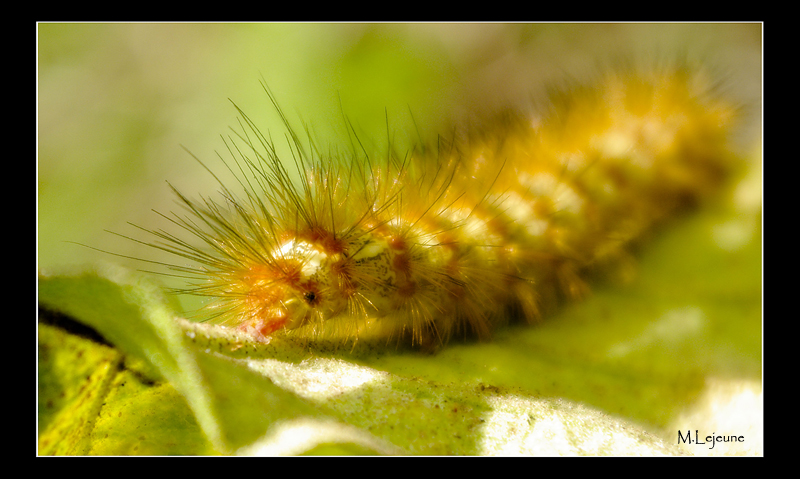 the hungry caterpillar II